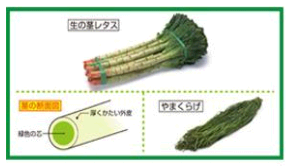 山くらげとは一体？戻し方や保存方法、レシピなどを紹介