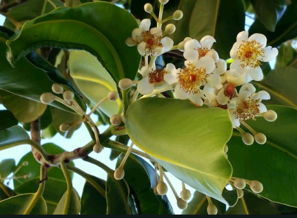 タマヌの花