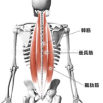 これからデッドリフトで鍛えられる筋肉→デッドリフトの参考になる動画の紹介→デッドリフトを行う場合の注意点→デッドリフトのメニューの組み方→デッドリフトのバリエーション、といった順番で紹介していきます！ どこの筋肉がメインで鍛えられるの？ 全身の裏側の筋肉は殆ど鍛えられます。 有名どころでいうと ■脊柱起立筋