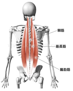    ■脊柱起立筋