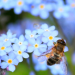 夢占いで蜂を見た時の心理と5つの人生活用術