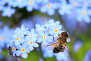 夢占いで蜂を見た時の心理と5つの人生活用術