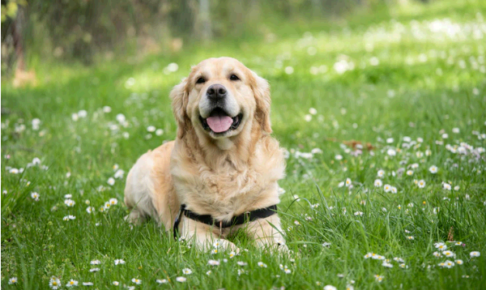 夢占いにおける犬との関係性と10の人生活用術