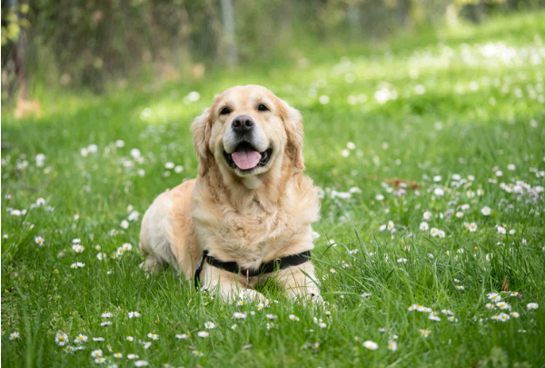 夢占いにおける犬との関係性と10の人生活用術